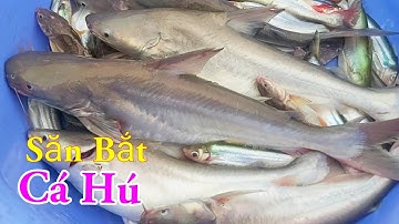 Săn Bắt Cá Hú Sông Thiên Nhiên Câu Mồi Này Nó Khoái Lắm Miền Tây Sông Nước / Kiềm Rapper