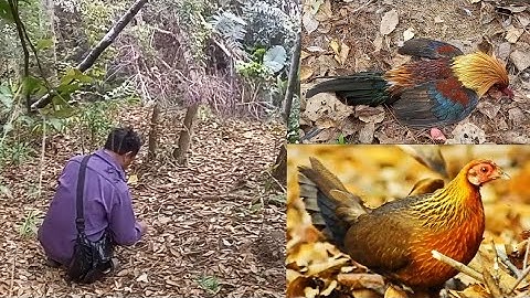 mus cuab qaib qus/ ไปต่อไก่ pt 70# 06/04/2025