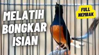 Download lagu MURAI BATU GACOR FULL ISIAN TEMBAKAN KASAR AMPUH MELATIH MURAI BATU BONGKAR ISIAN