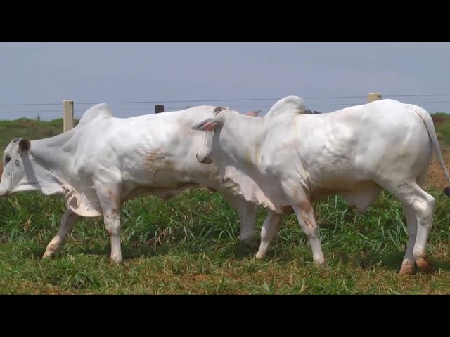 LOTE 18   274 306 mp4