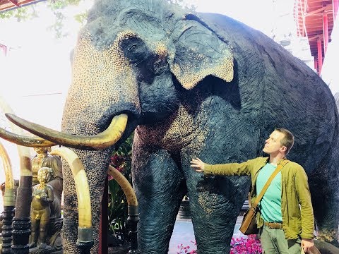 Video: Haben asiatische Elefanten Stoßzähne?