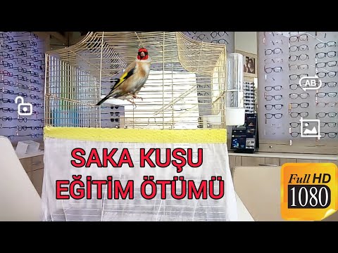 YENİ VİDEO - SAKA KUŞU'NUN BÜYÜLEYİCİ SESİ