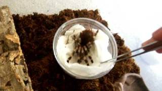 Female Nhandu Chromatus