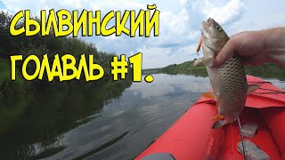 Сылвинский голавль #1.