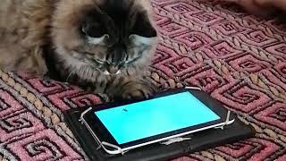 Кошка Муся играет в игры для кошек на планшете! А также устраивает тыгыдыки по ковру!