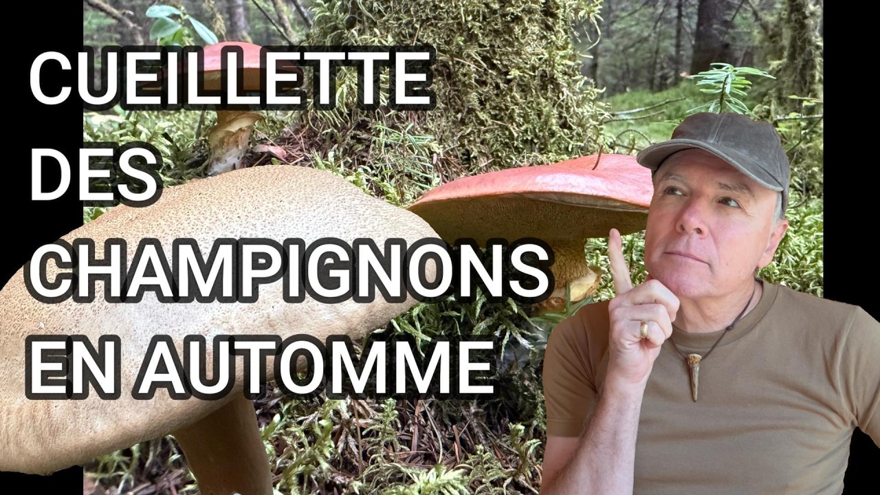 LES CHAMPIGNONS SONT UNE SOURCE DE NOURRITURE 🍄🟫