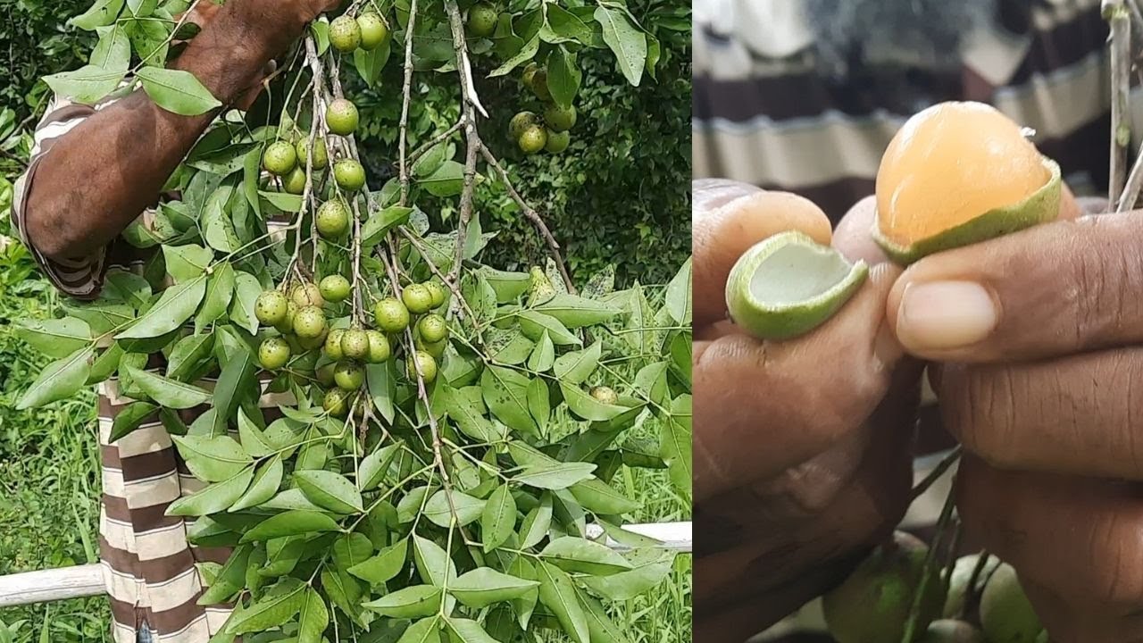 Guinep Benefits / How To Eat Guineps / Harvesting Guineps / Guinep Facts / Earth'S Medicine