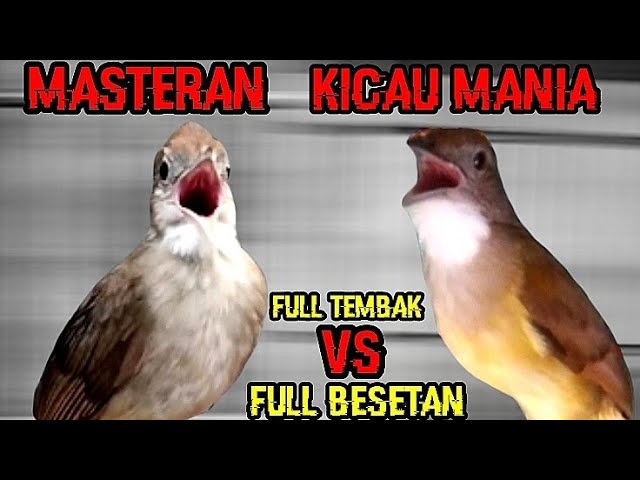 Suara burung masteran kapas tembak vs cucak jenggot ‼️suara jernih,durasi panjang class=