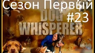 Переводчик с собачьего видео сезон 1 серия 23(Как!? Вы еще не смотрели Цезаря Милано? Тогда Его Переводчик с собачьего для вас! наслаждайтесь сезоном 1..., 2015-03-06T15:00:00.000Z)