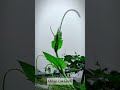 #shortvideo #video #islamicvideo