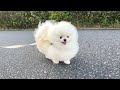 出会う人皆んなにタンポポの綿毛みたいと言われる愛犬がかわいすぎました!