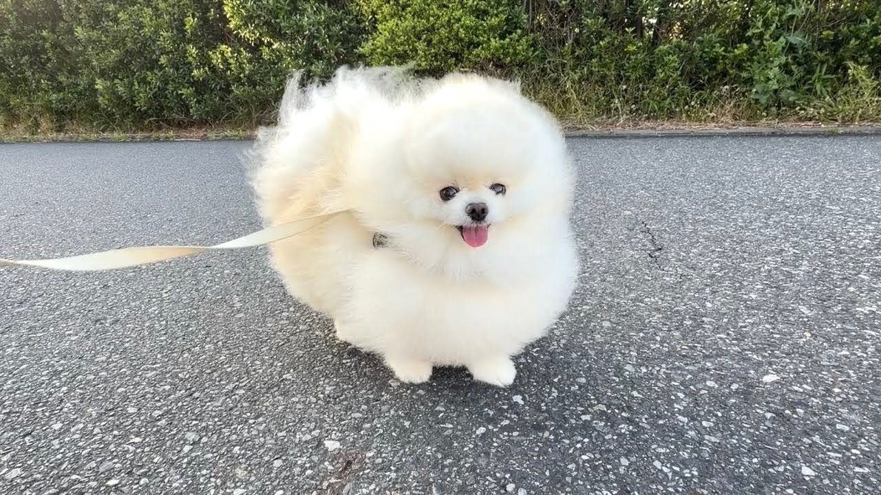 出会う人皆んなにタンポポの綿毛みたいと言われる愛犬がかわいすぎました!