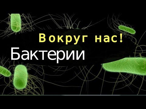 Инфекционные заболевания: 1.2 Сальмонелла