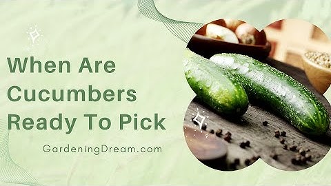 When Are Cucumbers Ready To Pick