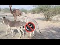 Donkey meet up in registan tharparkar #animals #meeting 