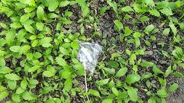 Plant monitoring system | Bolt IoT |