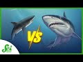 What Zinc Means for Megalodon’s Extinction | SciShow News