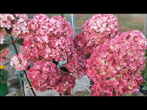 Самарская Лидия,сохнут и