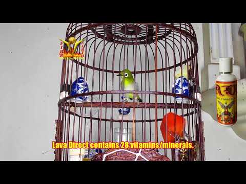 Puteh Diva Sunday last day Number 1 Deworm all fruits diet 20032021
