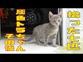 【拾った7匹のその後】紫苑ちゃん【灰色トラ♀】