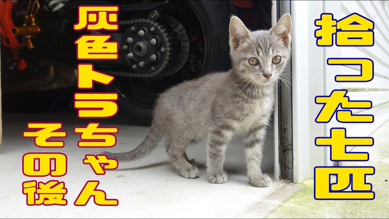 拾った7匹のその後】紫苑ちゃん【灰色トラ♀】 - YouTube