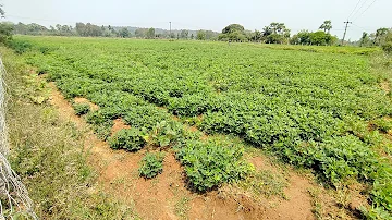 No:127 Red Soil Agriculture Property For Sale Near Madurantakam | 9843126285