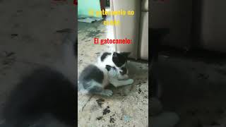 el gato canelo 👻