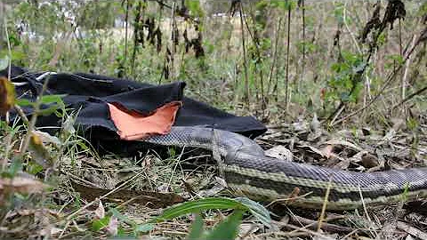 Carpet Python Release. September 2018. Snake Out! ...