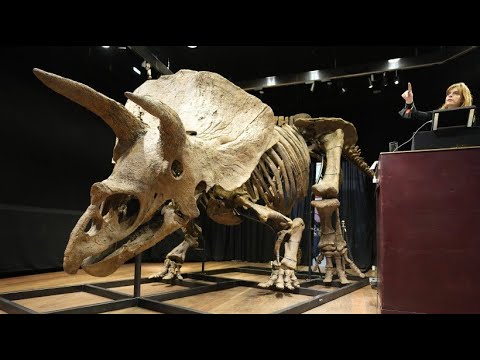 Video: Dinosaurierskelette. Museen mit Dinosaurierskeletten