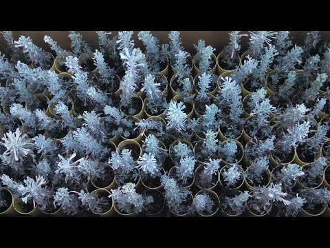 Video: Hur man tar hand om en sagebrush-växt - Information om att odla sagebrush-växter