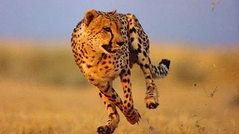 Quanto è veloce il leopardo?