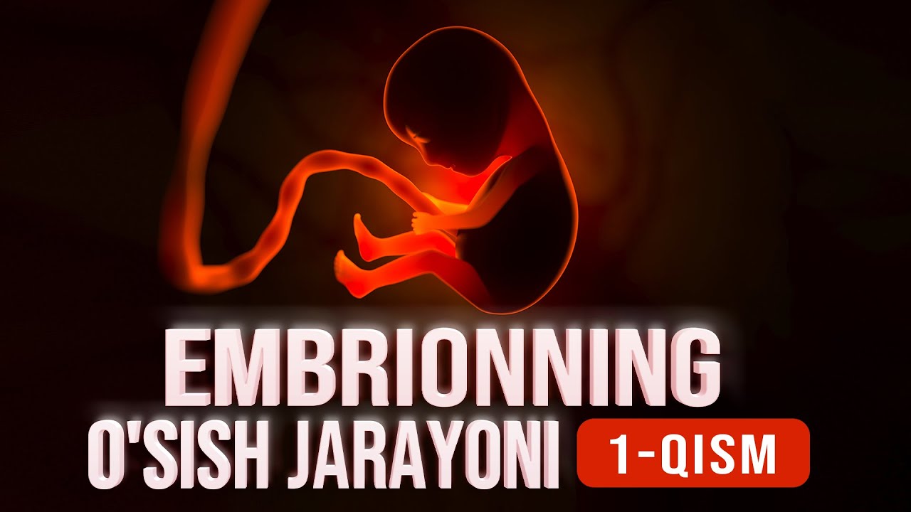 Embrionning o‘sish jarayoni | Allohning mo'jizalari 16-son