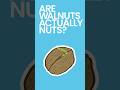 Are Walnuts Actually Nuts #shorts