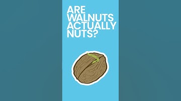 Are Walnuts Actually Nuts #shorts