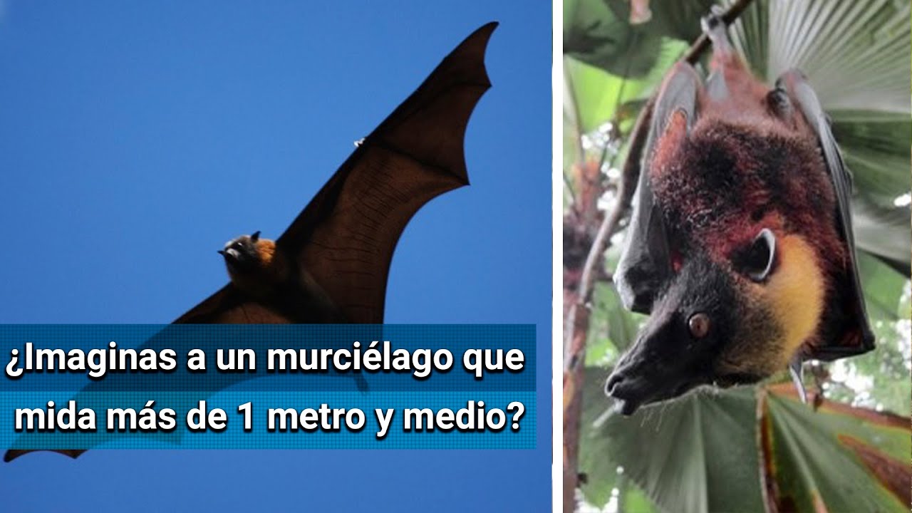 ¿De dónde son los murciélagos gigantes? YouTube