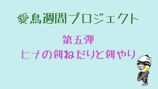 カワウの子育てシーン第五弾