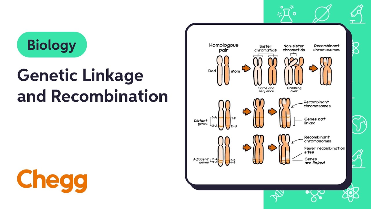 genetic linkage diagram