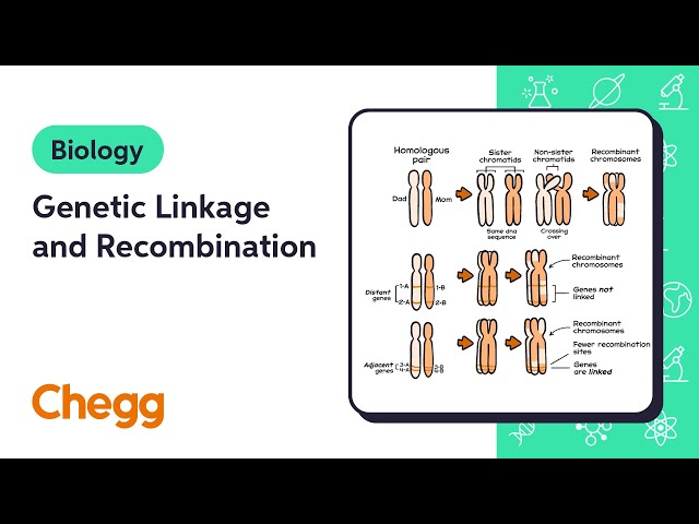 genetic linkage diagram