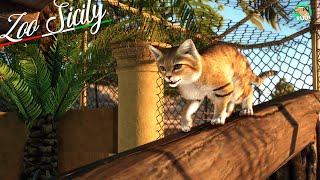 CUTEST Sand Cat Habitat - Zoo Sicily Planet Zoo