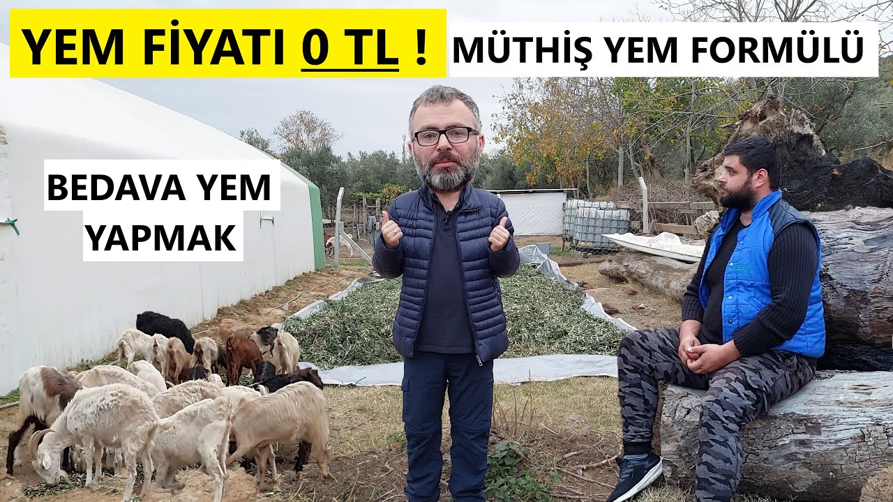 HAYVANLARA BEDAVA YEM YAPTIK ! | SIFIR MALİYETLE HAYVAN BESLEMEK