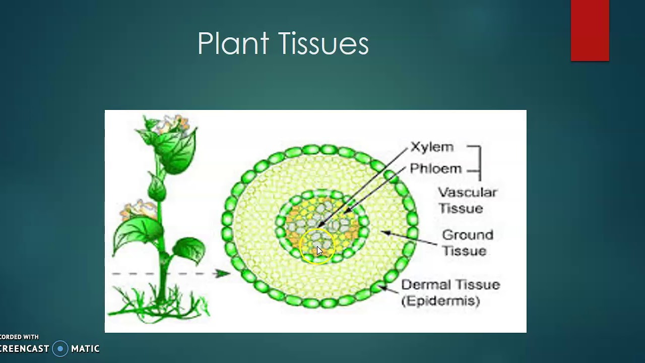 Plant tissues. Tissues in Plant. Plant Integumentary Tissues. Secondary Plant Tissues.