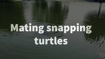Mating snapping turtles