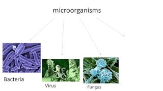 Bacteria, viruses and fungi