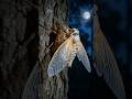 Periodical cicadas spend 17 years underground before emerging for just a few weeks above the surface