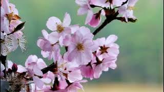 Background Video Bunga Sakura Tertiup Angin | Sakura Flower