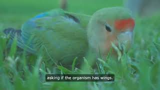 Living Things - What are classification keys? Classification Keys