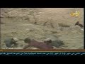 ربابه مشعان بن مجول يامل قلبن بنات البدو يشعنه