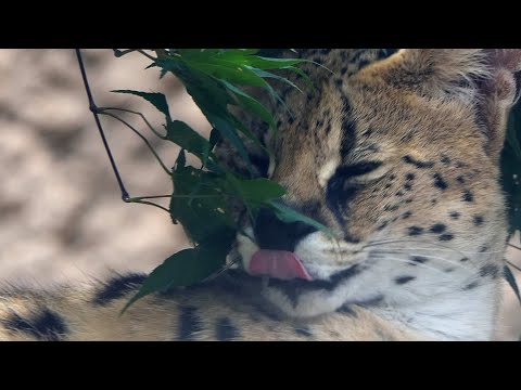 | <strong>서발</strong> [Serval] 아프리카살쾡이