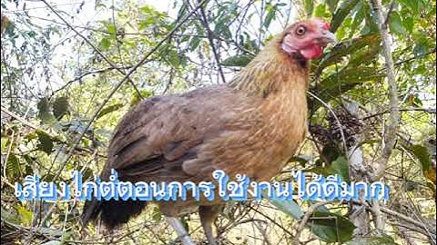 เสียงไก่ตัวเมีย, Suab poj qaib see cuab tuaj zoo tiag22 li