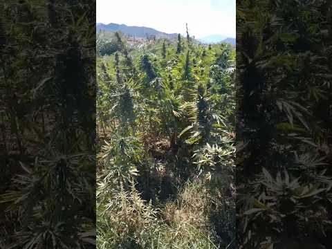 رحلتي مع القنب الهندي والبلدية